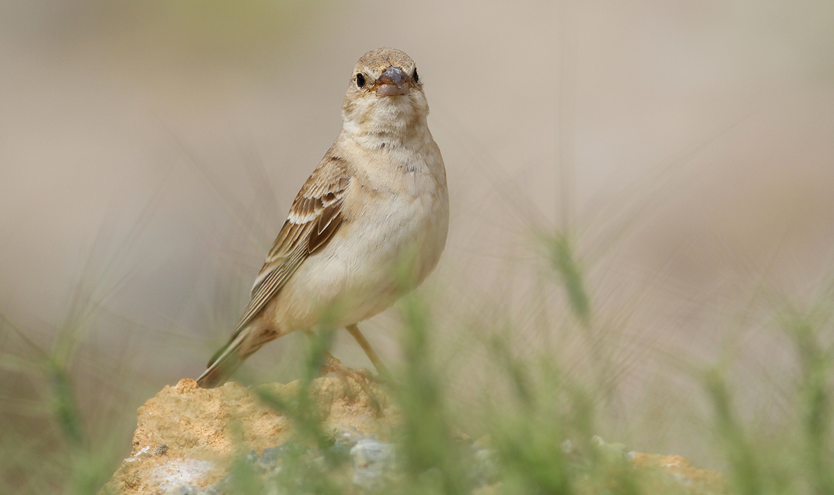 Pale Rockfinch